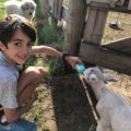 Emily Akradi - Baby lamb Minnesota Grown